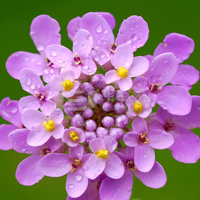 愚笨花