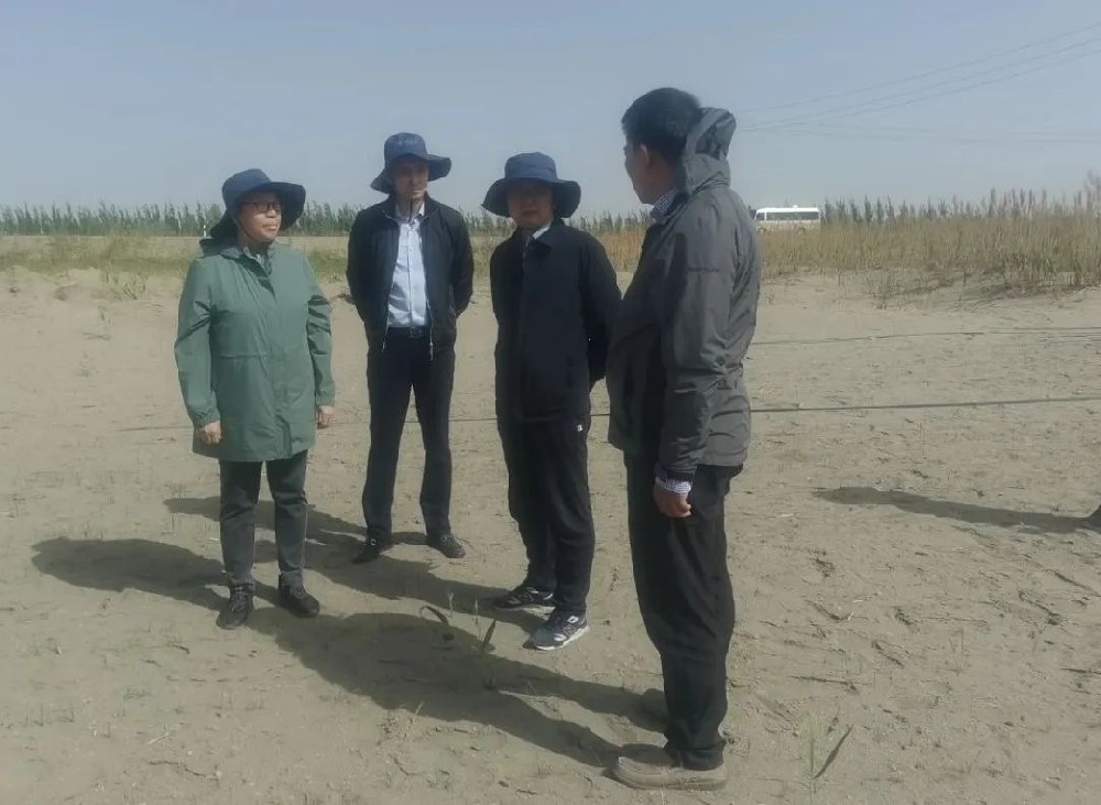 中国科学院曹晨风院士五一期间，不辞劳累，亲临领导“田菁”在戈壁盐碱地种植