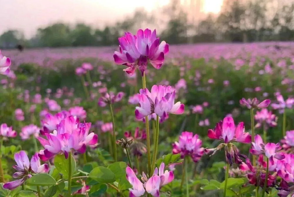 一粒绿肥种子，唤醒一片沃土